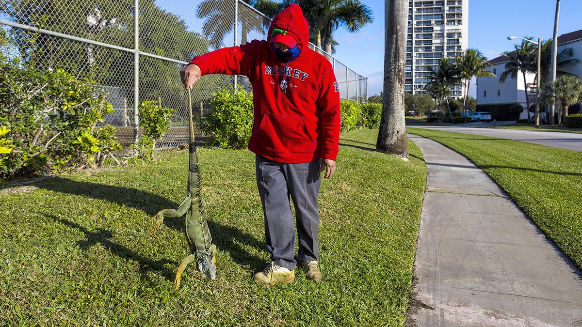 State's rare freeze gives residents and visitors green light to collect stunned invasive iguanas at george magazine