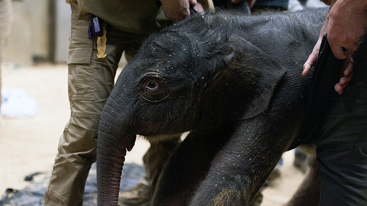 Vitello di elefante asiatico nato allo Smithsonian National Zoo