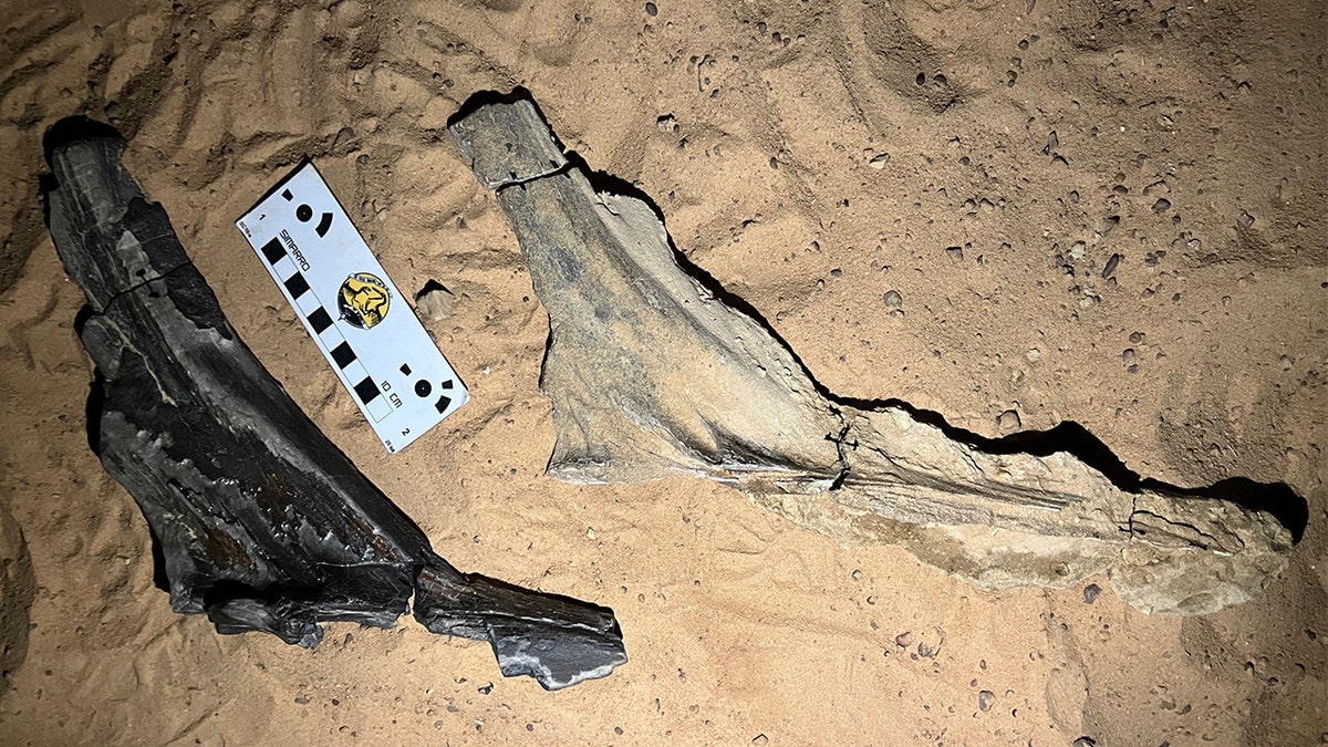 Dinosaur bones in Sahara Desert