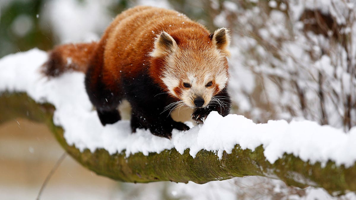 A red panda walks on a snowy branch at Cotswold Wildlife Park in Burford, western England