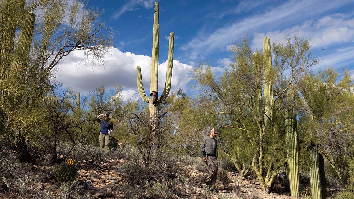 Investigators searching for Nancy Guthrie in the grassy edges of a street in the Catalina Foothills.