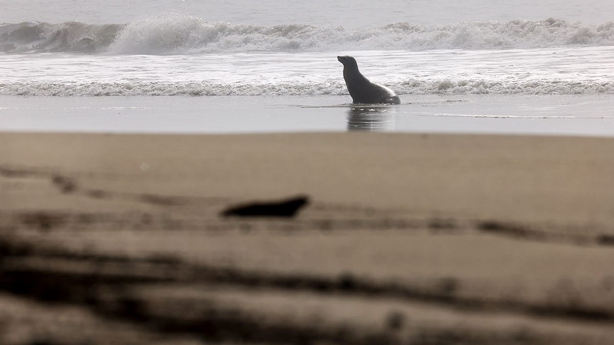 A seal at Will Rogers State Beach