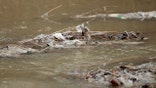 Potomac sewage spill