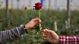 Woman hands rose to man
