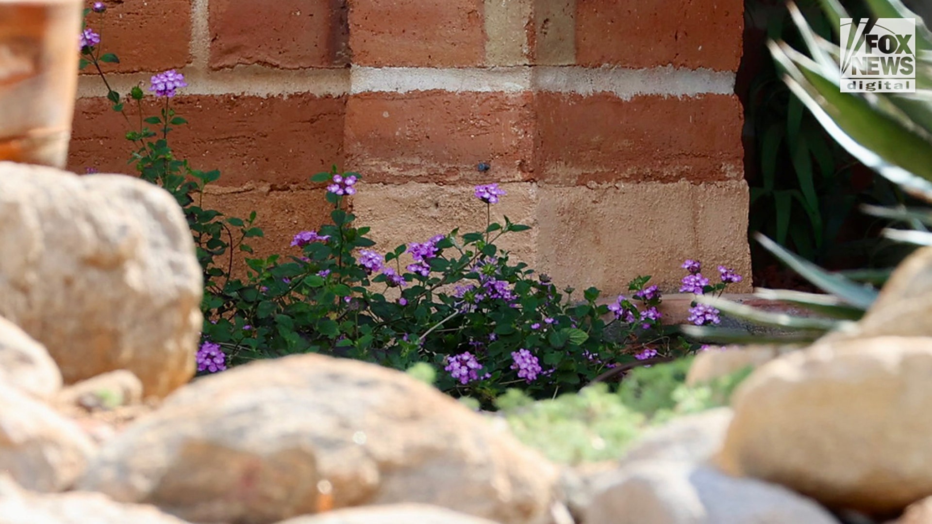 A detailed view of a patch of purple lantana flowers located outside the residence of Nancy Guthrie in Tucson, Arizona