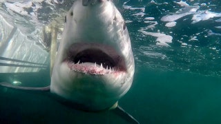 Up close and scary: Juvenile great white shark emerges off coast after winter migration