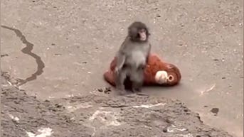 Abandoned baby monkey won’t let go of stuffed surrogate mom as crowds pack zoo - Fox News