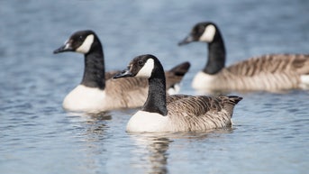 Hundreds of wild bird deaths reported across seven counties, prompting park closures - Fox News