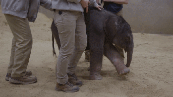 Baby elephant takes first wobbly steps at National Zoo after historic birth - Fox News