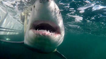 Up close and scary: Juvenile great white shark emerges off coast after winter migration