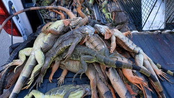 Over 5,000 cold-stunned iguanas removed in two days during state's record freeze