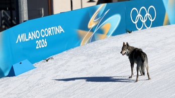 Nazgul’s owners detail wolfdog’s escape before viral Olympic cross-country race cameo