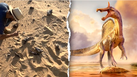 New 'hell heron' Spinosaurus species found in remote Sahara 70 years after fossil clue