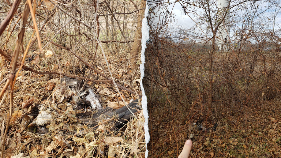Remains of a bald eagle killed by a Minnesota turbine