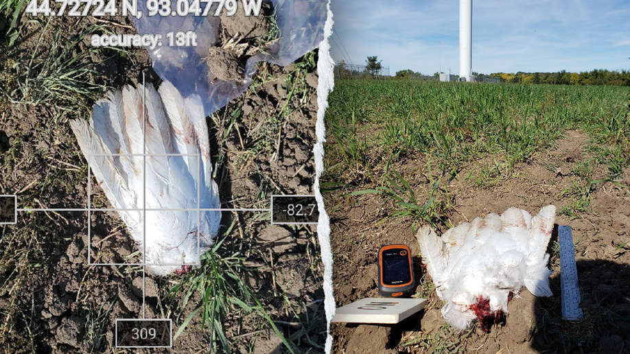 Remains of a bald eagle killed by a turbine in Minnesota