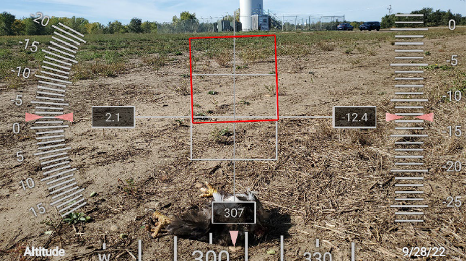 Remains of a bald eagle killed by a turbine in Minnesota
