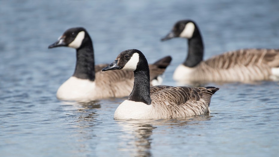 Hundreds of wild bird deaths reported across seven counties, prompting park closures