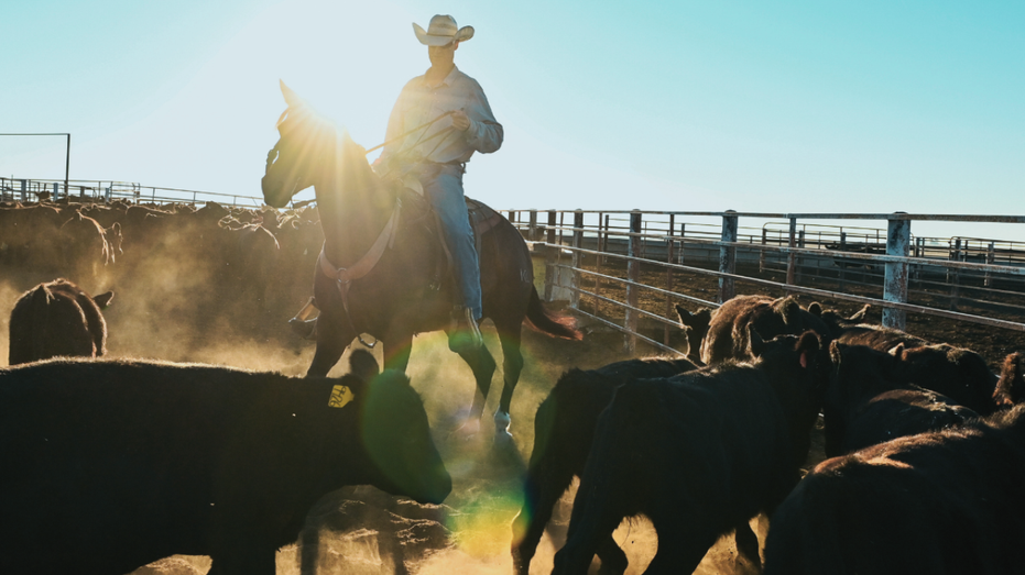 The surprising reason why Americans could face high beef prices for years