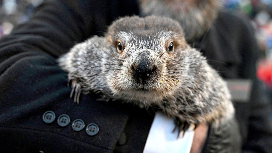 Punxsutawney Phil kind of, sort of throws out the first pitch at a Pirates game