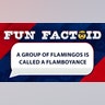 A group of flamingos is called a flamboyance.