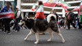 With dogs, dance and uncovered hair, Iranians defy 'unholy alliance' of socialists, radicals: &lsquo;Hypocrites!&rsquo; - Fox News