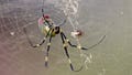 Giant golden spiders could spread this summer; experts downplay health risk - Fox News
