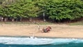 Helicopter crashes into ocean off Hawaii coast, leaving multiple dead and injured - Fox News