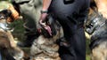 House Democrats vote against deporting immigrants who harm police dogs, horses - Fox News
