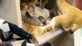 Live possum discovered hiding among plush toys in an Australian airport gift shop - Fox News