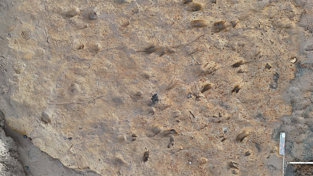 Animal prints in clay