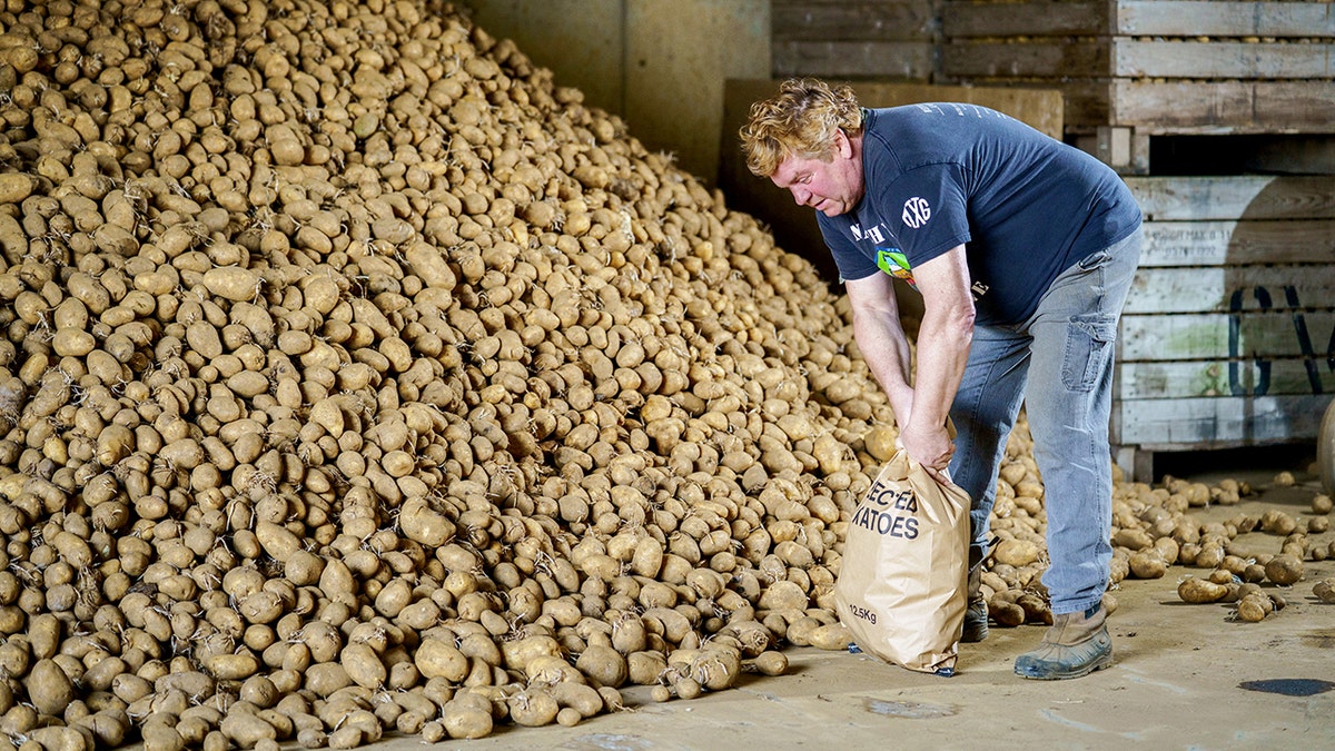 Andy Goodacre filling a sack with fresh potatoes inside a storage warehouse.