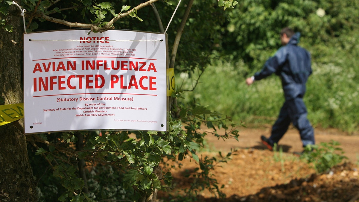 bird flu sign