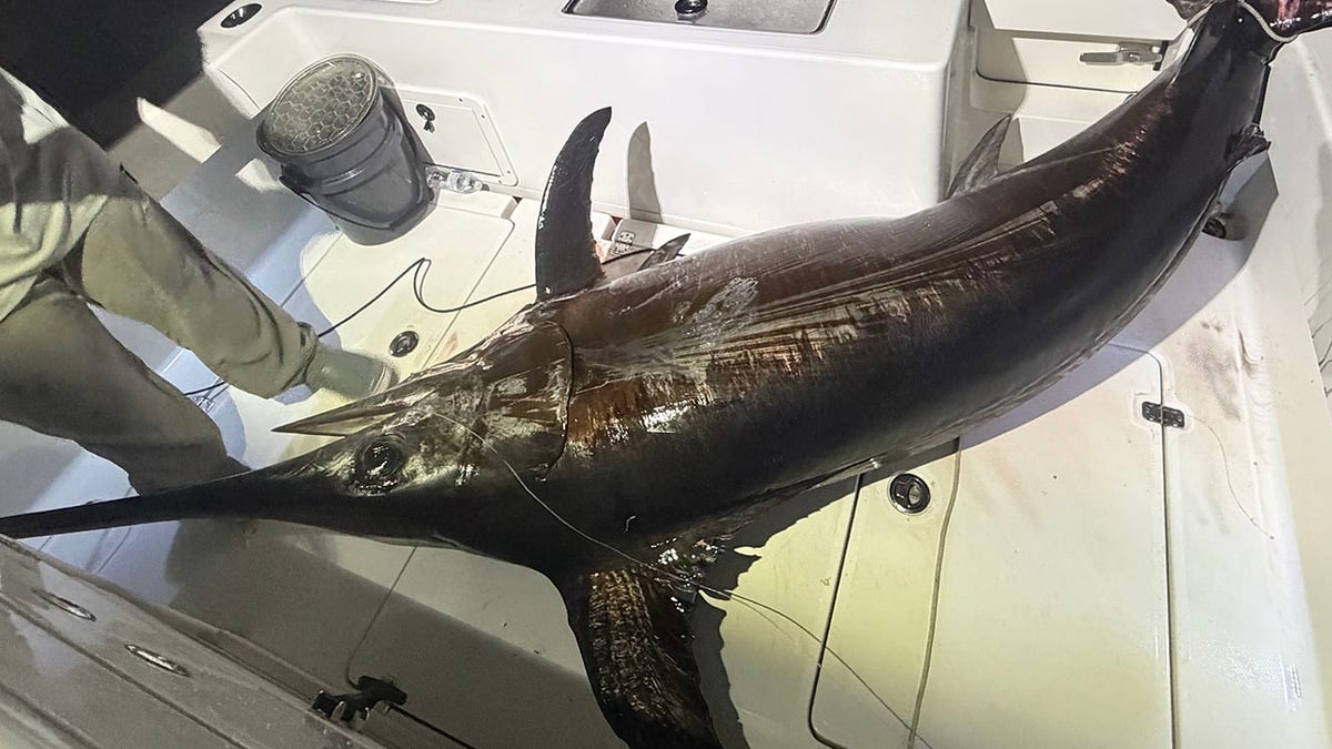 Captain catches nearly 500-pound swordfish