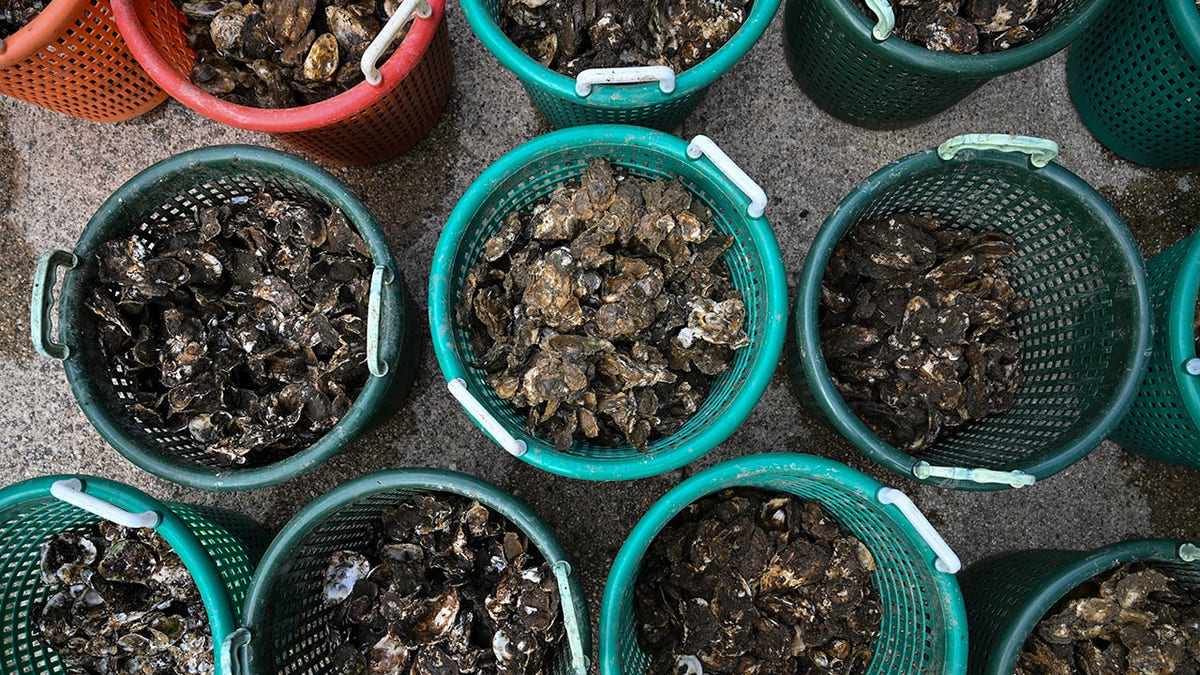 Buckets of oysters seen after being dropped off by oyster gardening program volunteers at the Philip Merrill Environmental Center at the Chesapeake Bay Foundation headquarters in Annapolis, Maryland, on May 20, 2025.