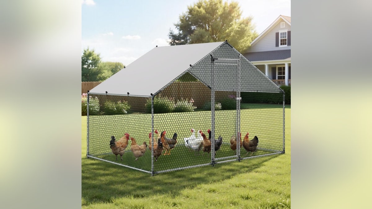 Protect hens while giving them room to roam.