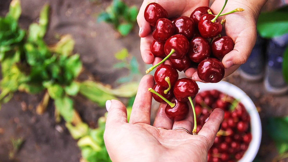 Child and parent holding black cherries