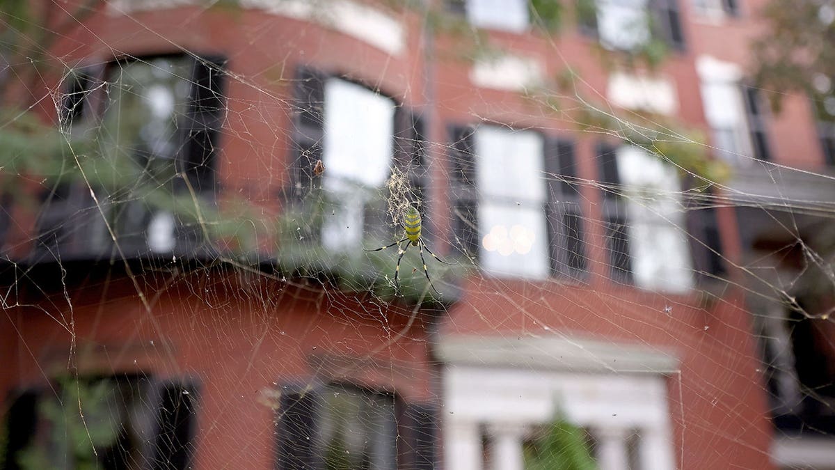 A Joro spider on a surface at 59 Mount Vernon Street.