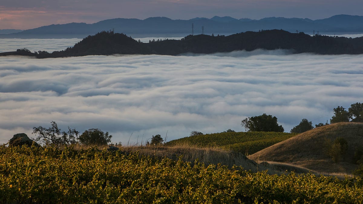 A heavy bank of fog creeps up and along a series of mountain vineyards owned by Kendall-Jackson on October 16, 2015, near Healdsburg, California.