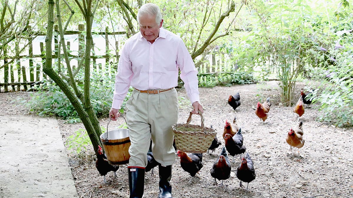 King Charles tending to his chickens.