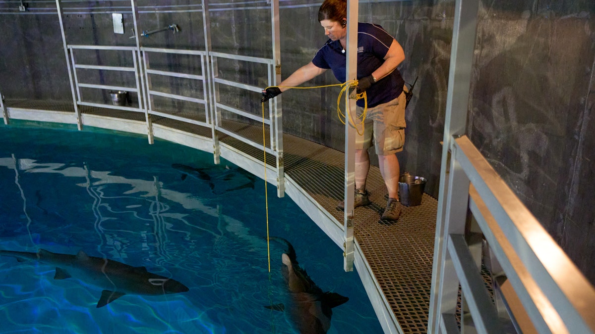 las vegas sharks get fed