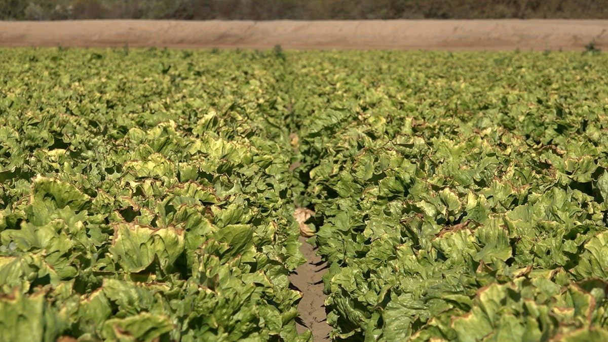 Lettuce ready for harvest