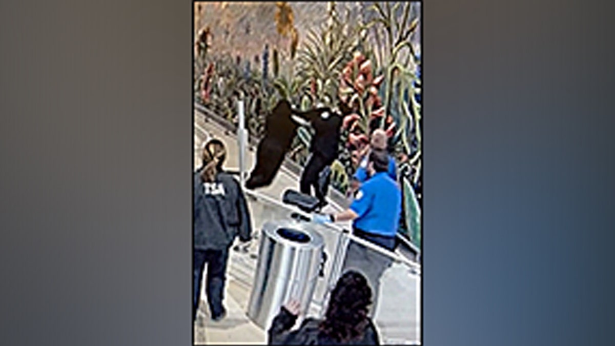 California antheral faces 20 years aft allegedly assaulting TSA officers