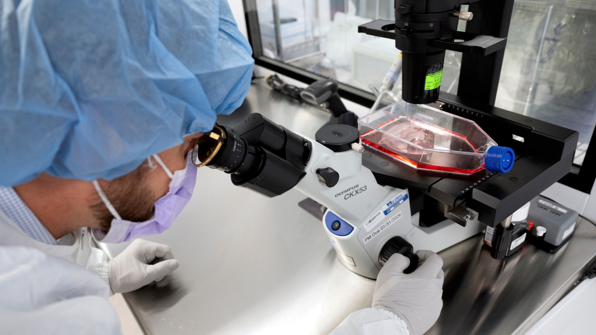 Um pesquisador observa células sob um microscópio.