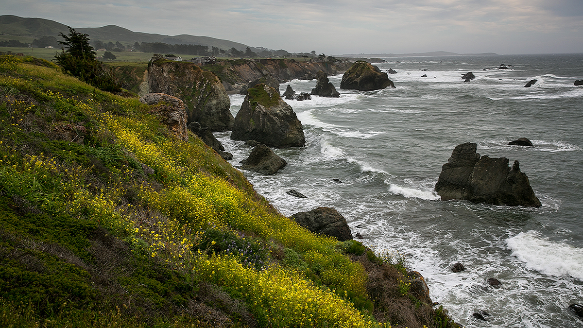 Coastal cliffs and waves along the Sonoma County shoreline near Bodega Bay, California