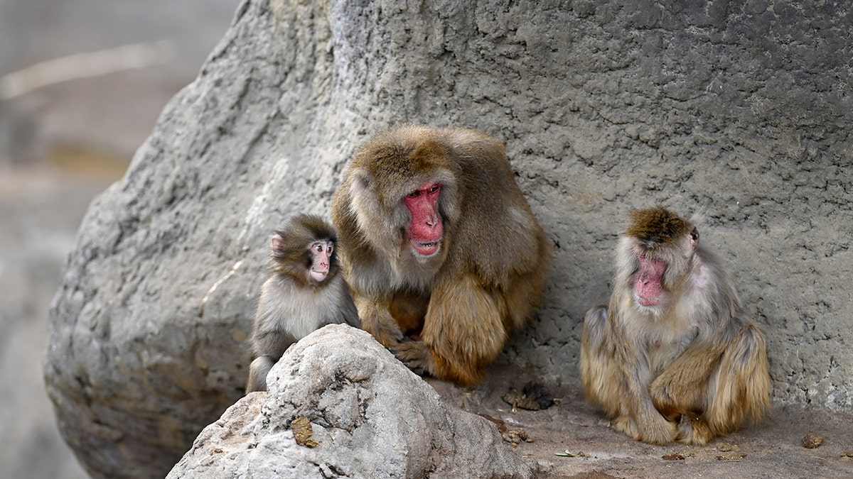 Punch the monkey is seen cuddling with fellow macaque at Japanese