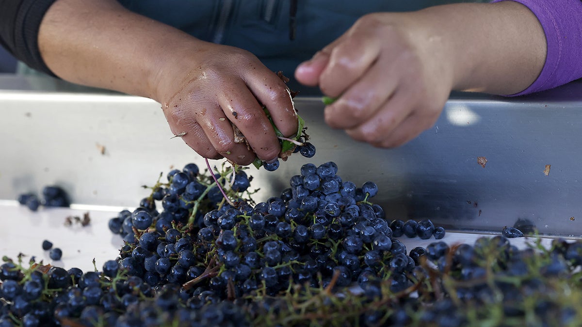 Worker's hands seen in California sorting cabernet grapes in bin.