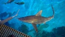 Tourists in Las Vegas pay $1,000 for dinner on the Strip while sharks eat like royalty