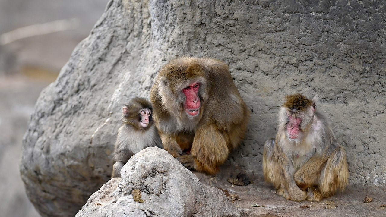 Punch the monkey is seen cuddling with fellow macaque at Japanese