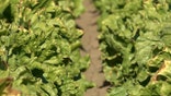 Lettuce ready for harvest
