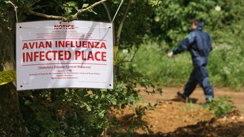 Highway shut down after waste truck carrying dead bird flu ducks crashes in northern Indiana - Fox News